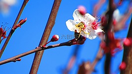 polinizacion,蜜蜂,花