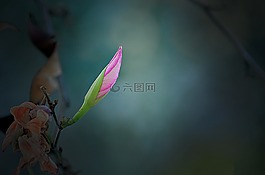 昆蟲,自然,花