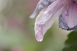 花卉,新鲜,夏天