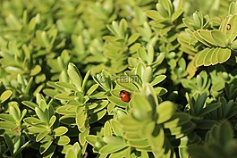 瓢蟲(chóng),動(dòng)物,昆蟲(chóng)
