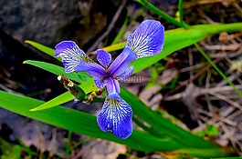 鸢尾花,蓝色,花