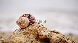 自然,桌面,食品