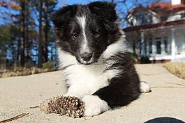 狗,小狗,設(shè)得蘭群島牧羊犬