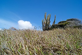 仙人掌,景觀,加勒比海