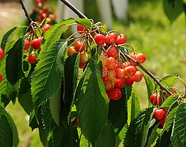 櫻桃,水果,紅色