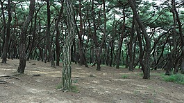 松,樹,松樹