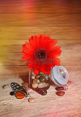花,非洲菊,開花