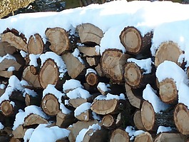 木樹干,雪,木