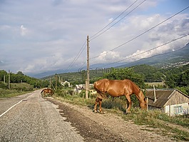 火雞,馬匹,路