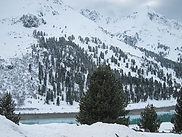 雪,冬天,森林