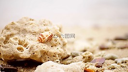 自然,桌面,海