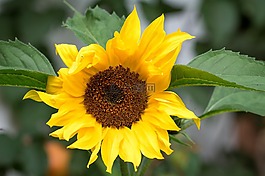 太阳花,黄色,黄色花