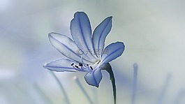自然,花,植物區(qū)系