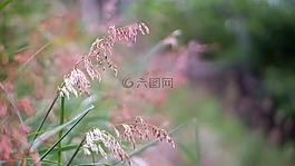 自然,花,植物區(qū)系