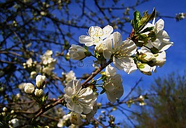 櫻花樹(shù),藍(lán)色的天空,春天