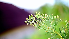 自然,葉,植物區(qū)系