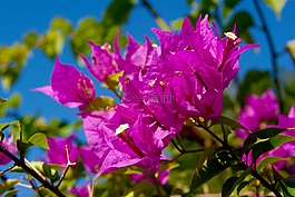 九重葛,粉紅色的花朵,性質(zhì)