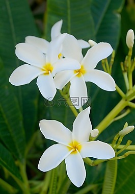 花,素馨花,異國(guó)情調(diào)