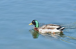 鴨,水禽,鳥