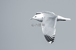 鳥,海鷗,飛