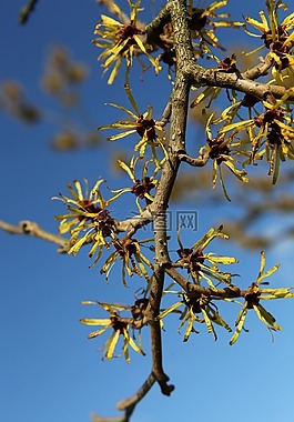 科,芽,關(guān)閉