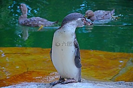 鳥,企鵝,動物園
