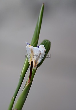 花的,花園,自然