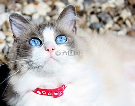 貓,布娃娃貓,純繁