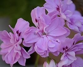 花的,自然,開花