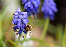 開花,紫,蜜蜂