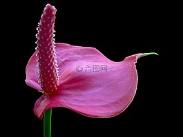 弗拉明戈花,开花,红掌