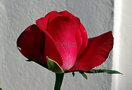 玫瑰,花,愛