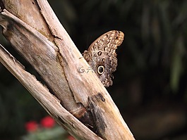 蝴蝶,昆蟲,自然