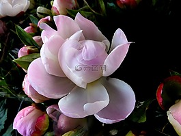 blütenzauber,开花,花的海洋