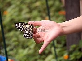 蝴蝶,昆蟲,自然