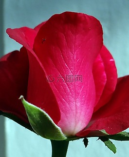 玫瑰,花,愛