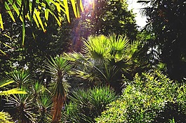 棕櫚樹,植物園,弗洛倫斯