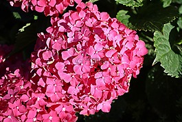 繡球,花卉園,園林植物