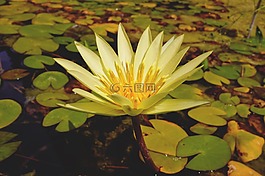 百合,花卉,池塘