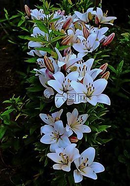 花園,夏季,莉莉
