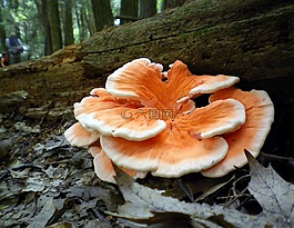 菌類,蘑菇,森林
