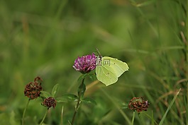 克萊,花,蝴蝶