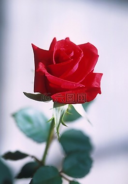 玫瑰,紅色,花