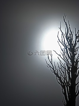 死樹,霧,神秘