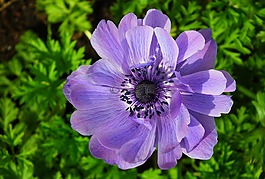 花,?？?藍(lán)色