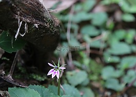 花,粉紅色,葉子