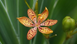 莉莉,小花,花園