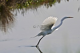 大白鷺,鳥,野生動(dòng)物