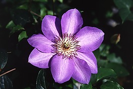 鐵線蓮屬混合,花,盛開