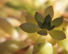 特寫,多汁,詳細(xì)